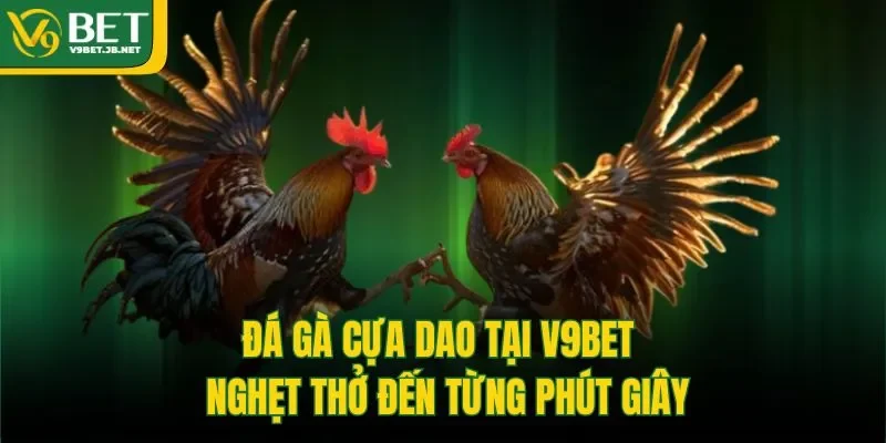 Đá gà cựa dao