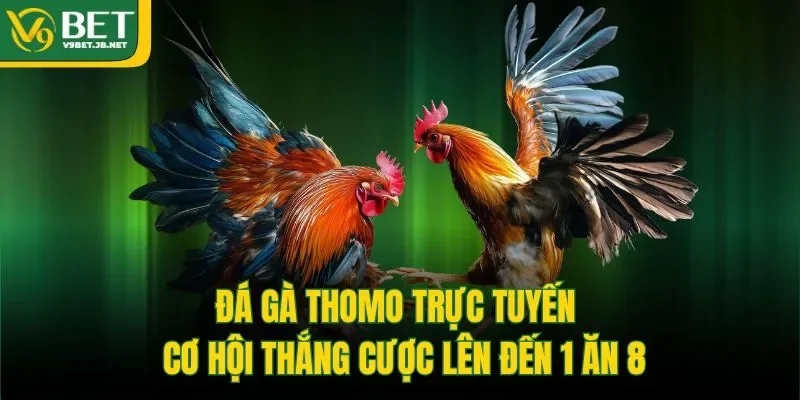 Đá gà Thomo