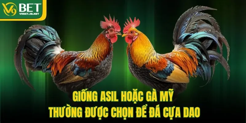 Giống Asil hoặc gà Mỹ thường được chọn để đá cựa dao