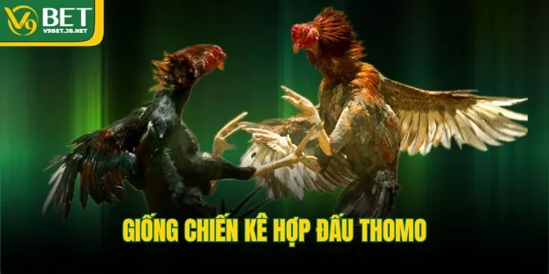 Giống chiến kê hợp đấu Thomo