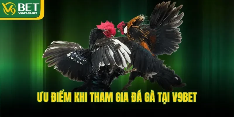 Ưu điểm khi tham gia đá gà tại V9BET